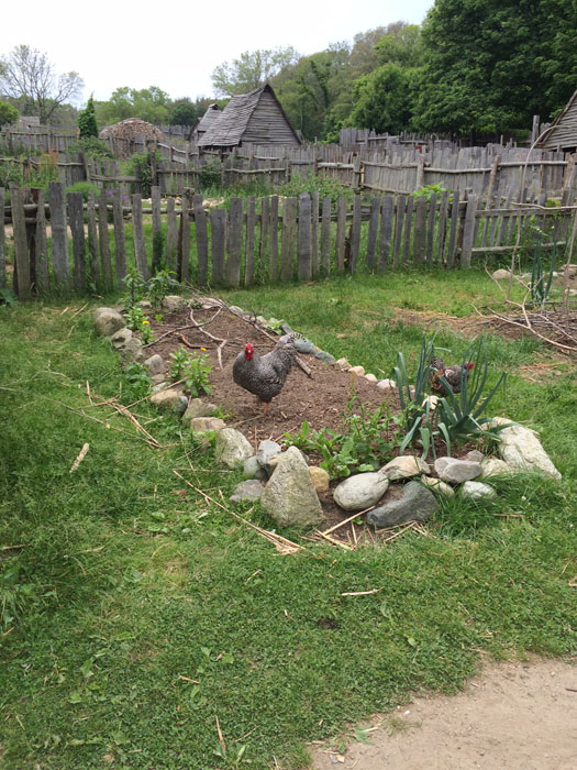 Raised bed garden at Plimoth Plantation